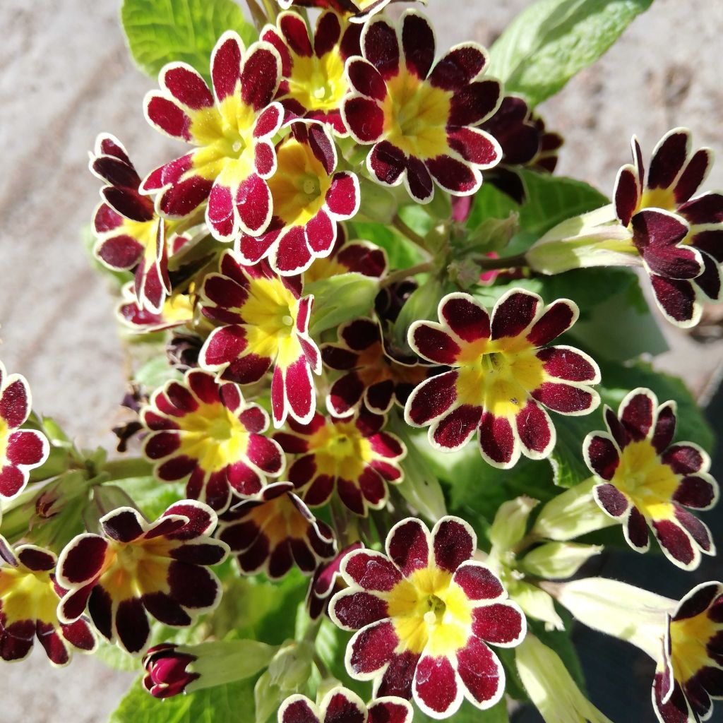 Primula eliator Mister Gold Laced