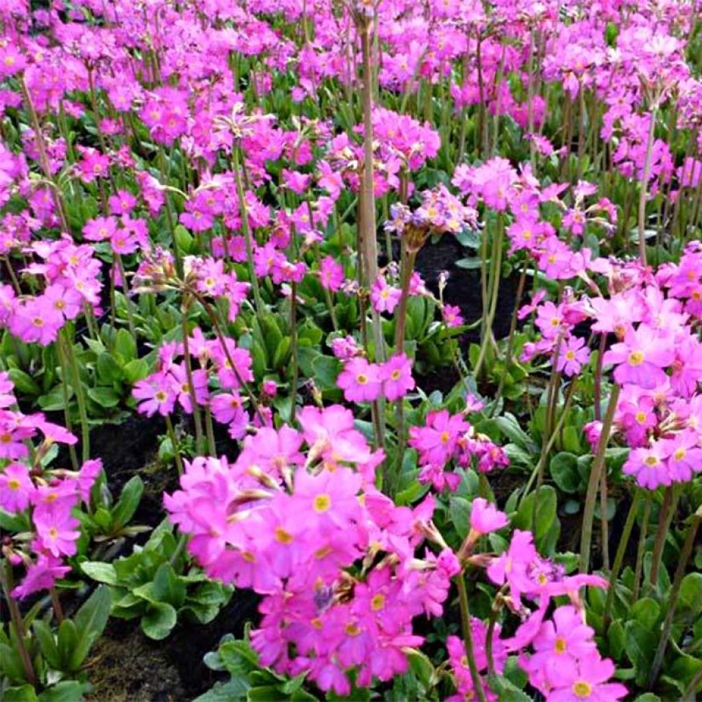 Primula rosea Grandiflora