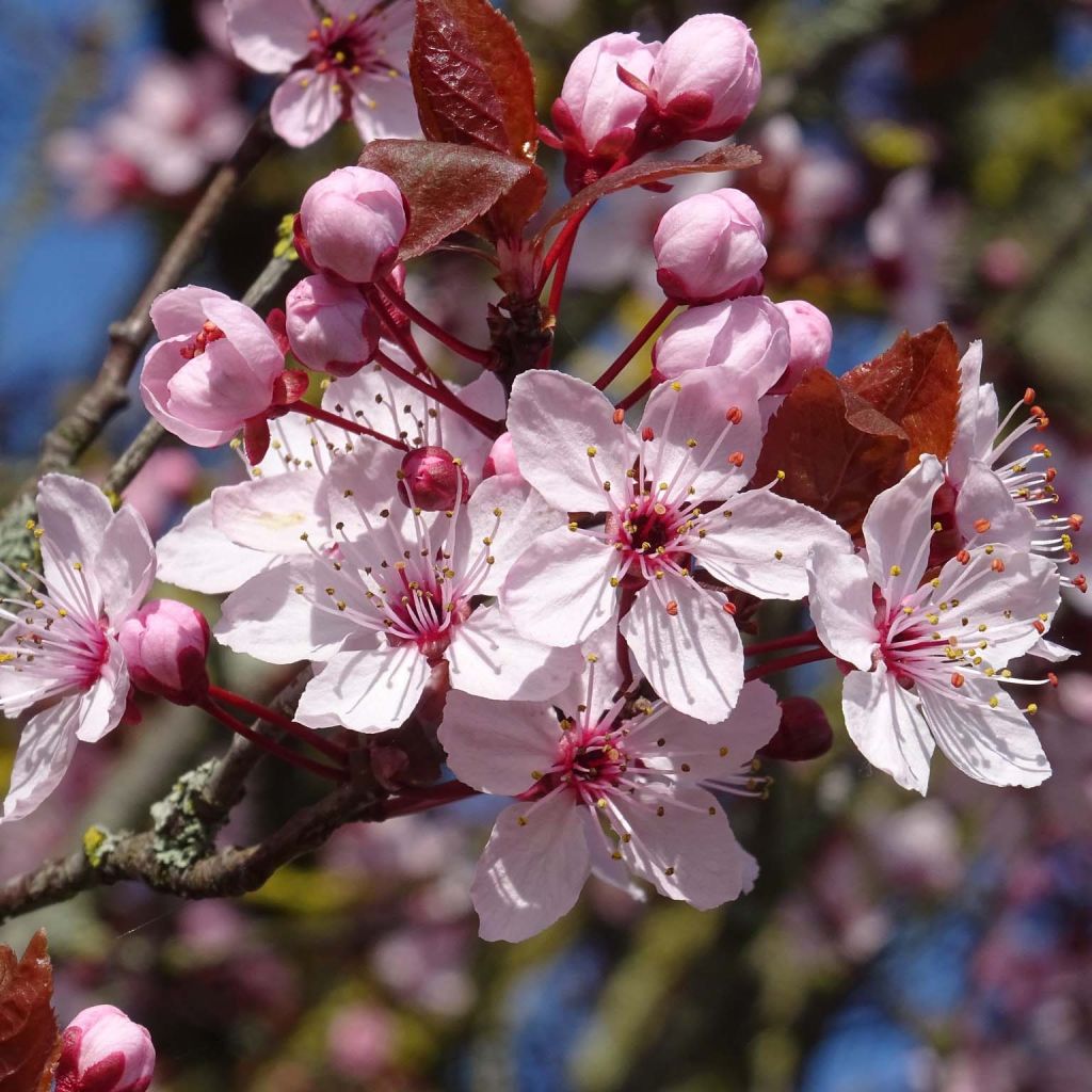 Prunus cerasifera - Ciruelo de jardín