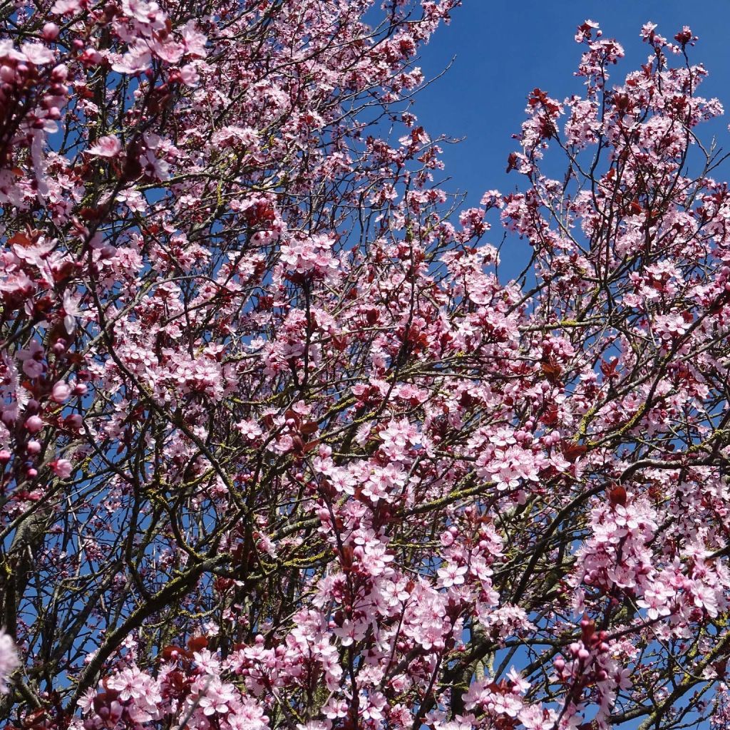 Prunus cerasifera - Ciruelo de jardín