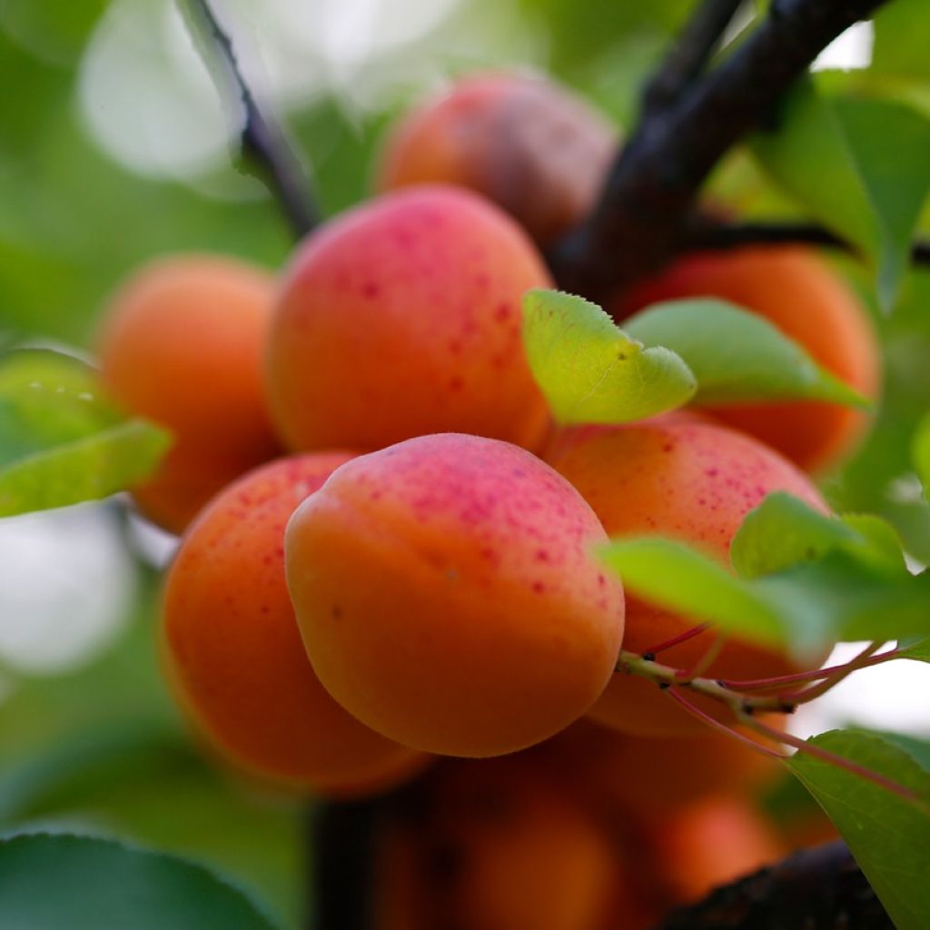 Albaricoquero Early Orange