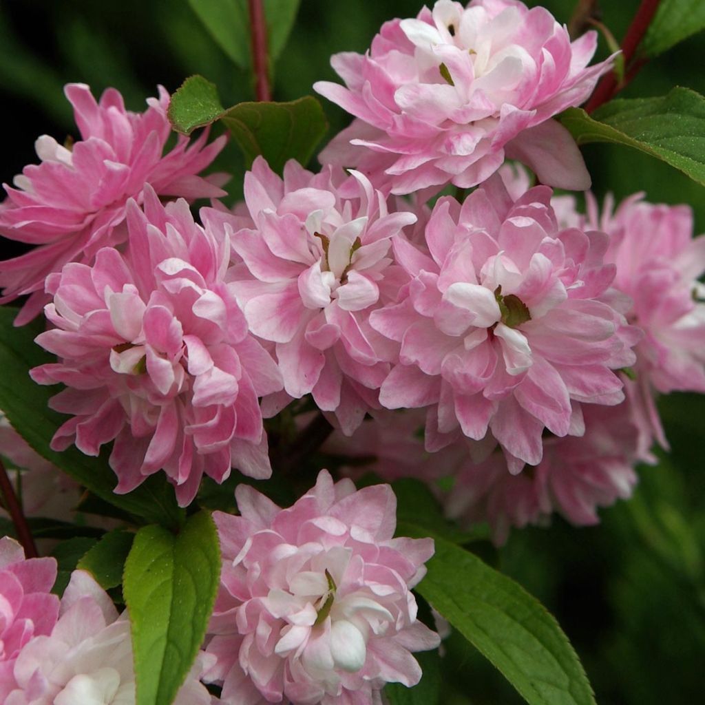 Prunus glandulosa Rosea Plena