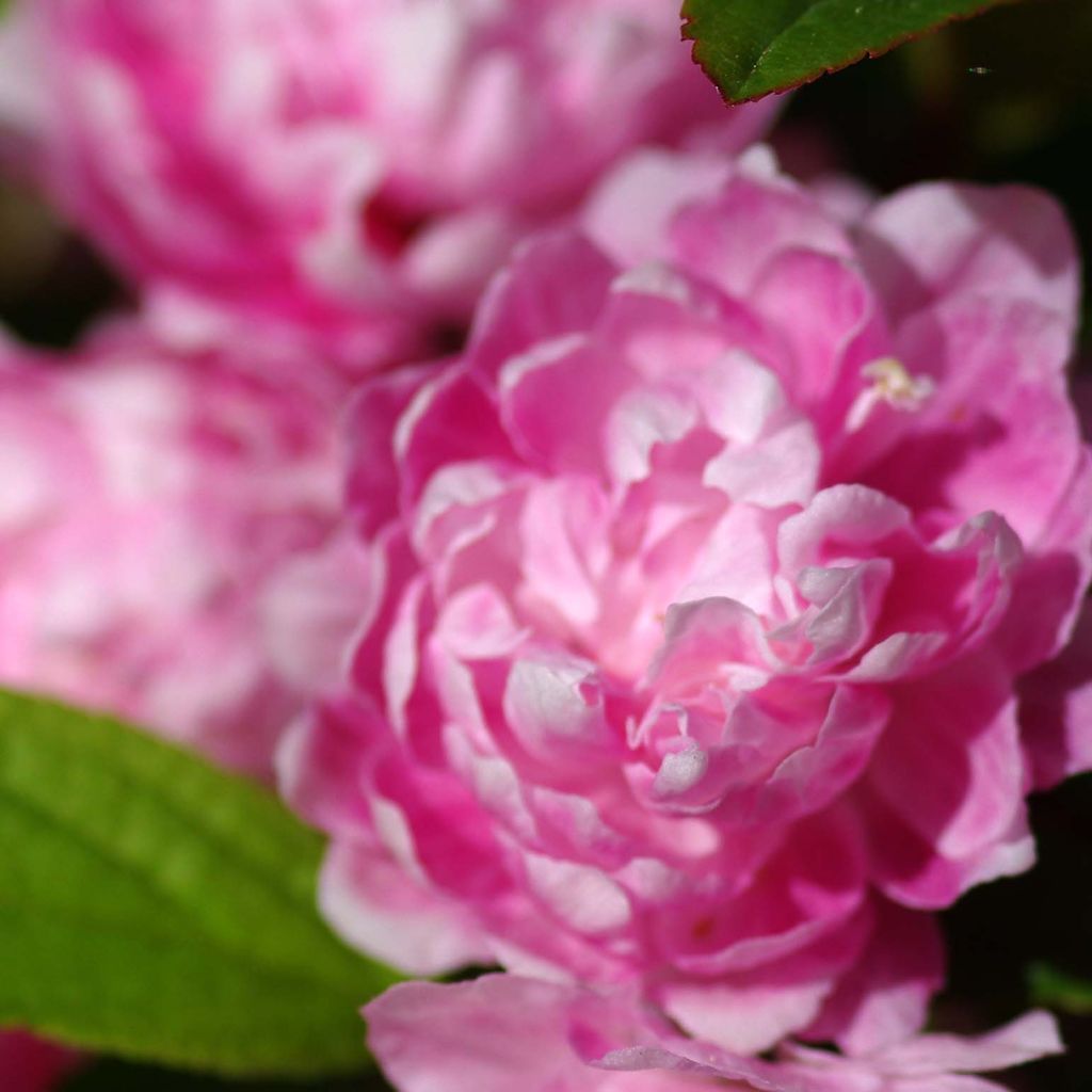 Prunus glandulosa Rosea Plena