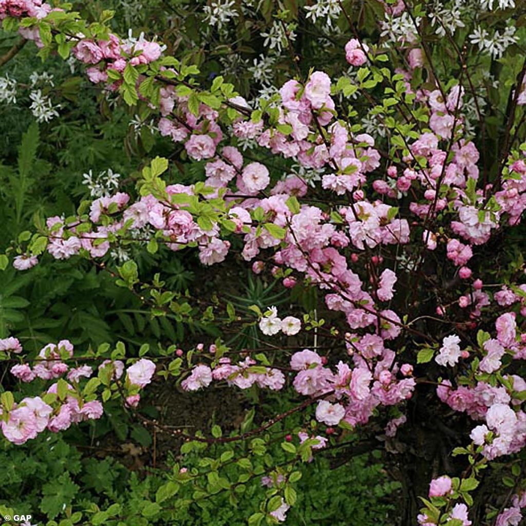 Prunus glandulosa Rosea Plena