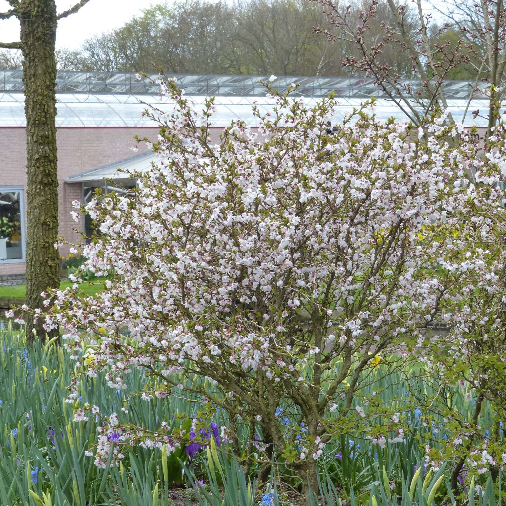 Cerezo enano Japonés Kojo no mai - Prunus incisa