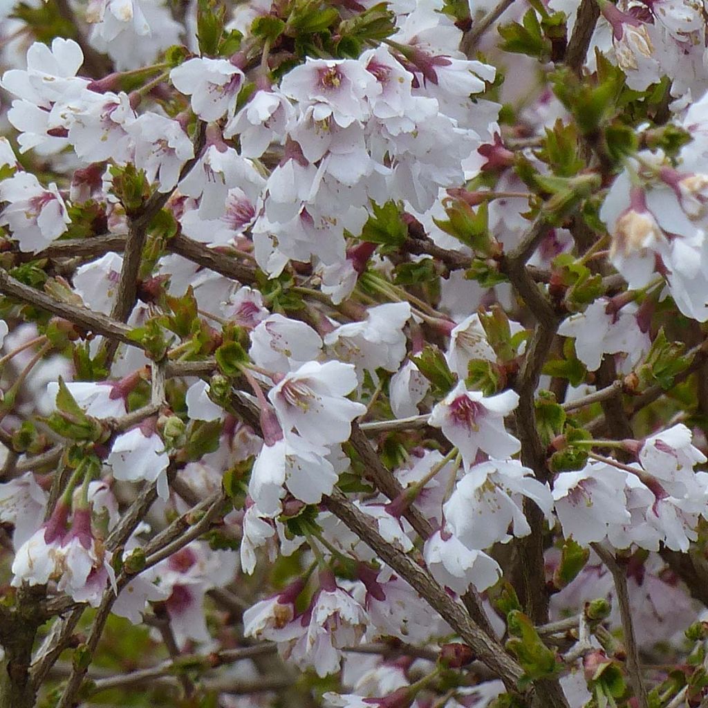 Cerezo enano Japonés Kojo no mai - Prunus incisa