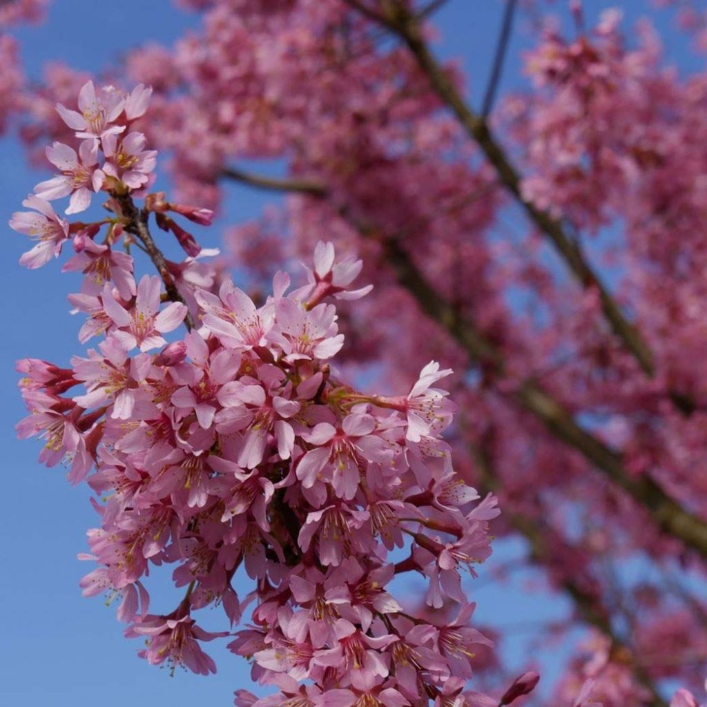 Cerezo enano Japonés Paean - Prunus incisa