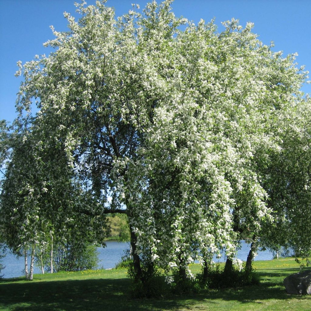 Prunus padus - Cerezo de racimos