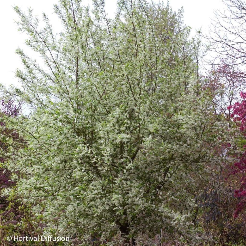 Prunus padus Le Thoureil - Cerezo de racimos