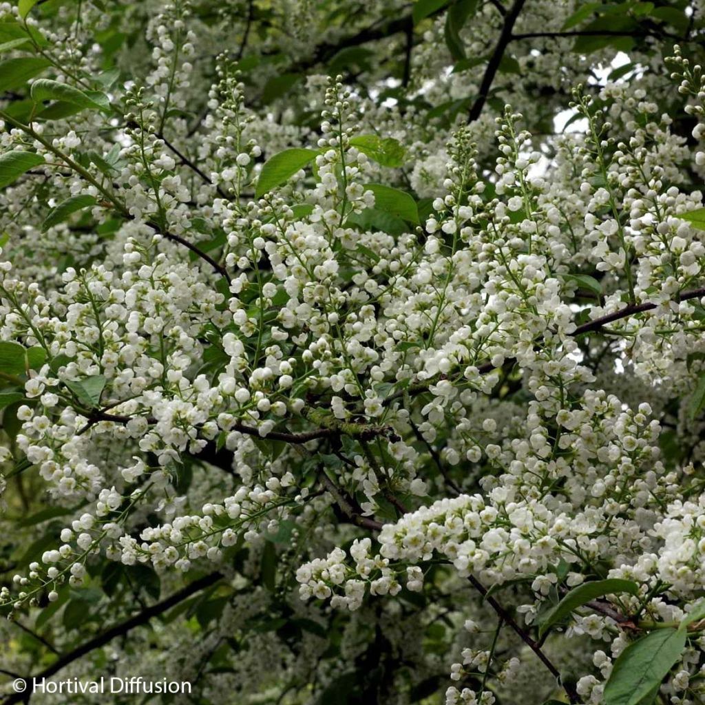 Prunus padus Le Thoureil - Cerezo de racimos