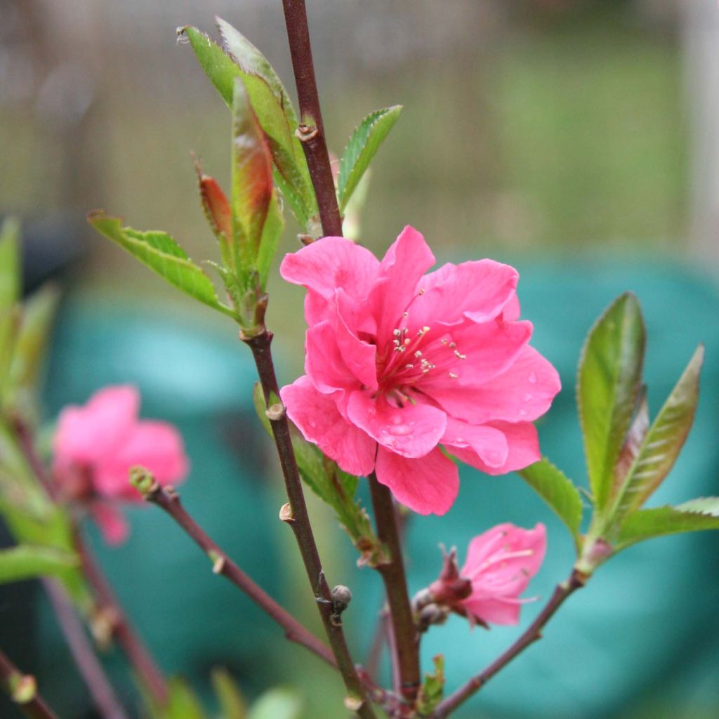 Prunus persica Taoflora Pink