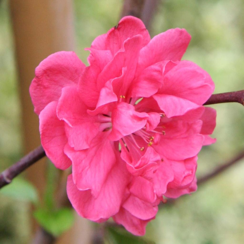 Prunus persica Taoflora Pink