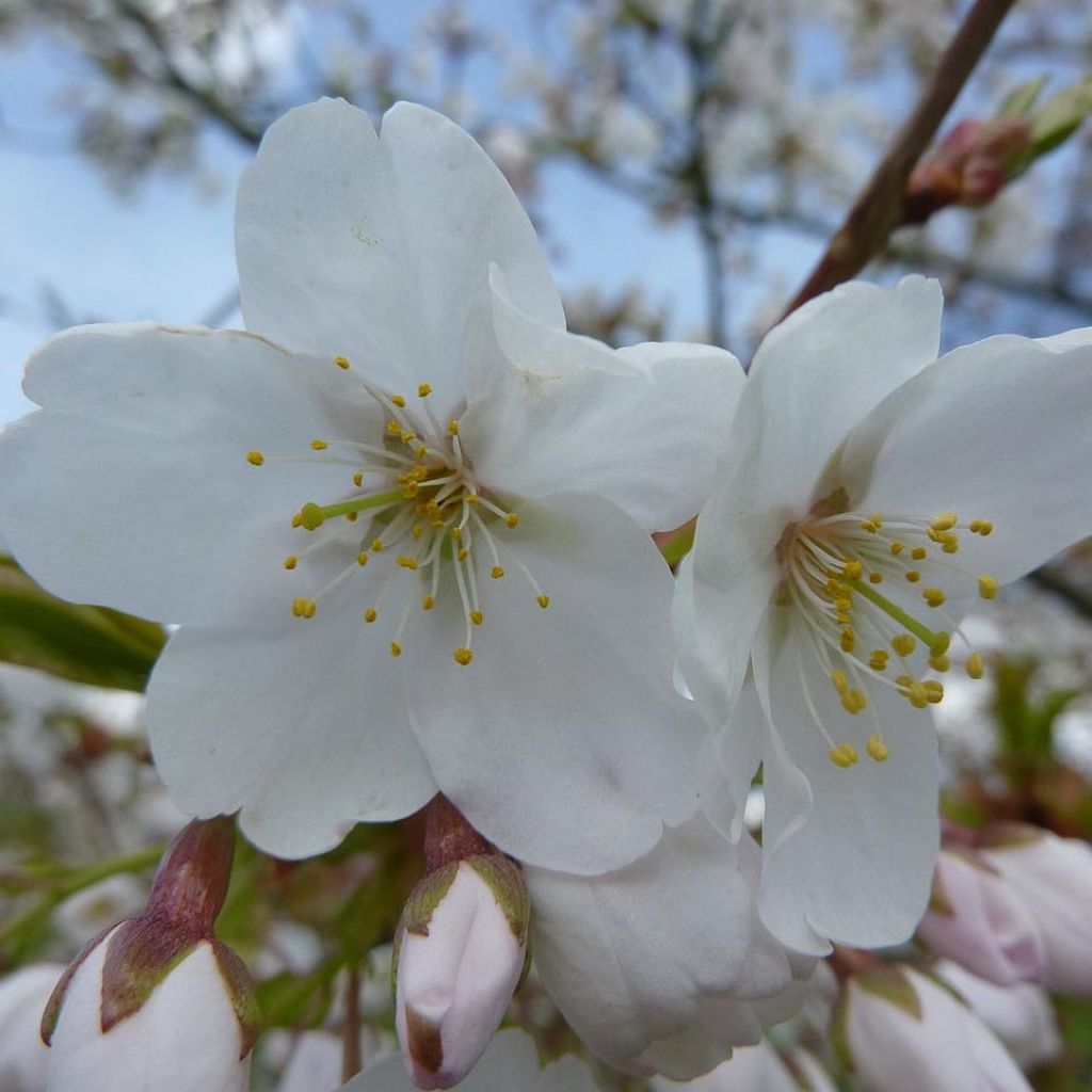 Prunus serrula Branklyn