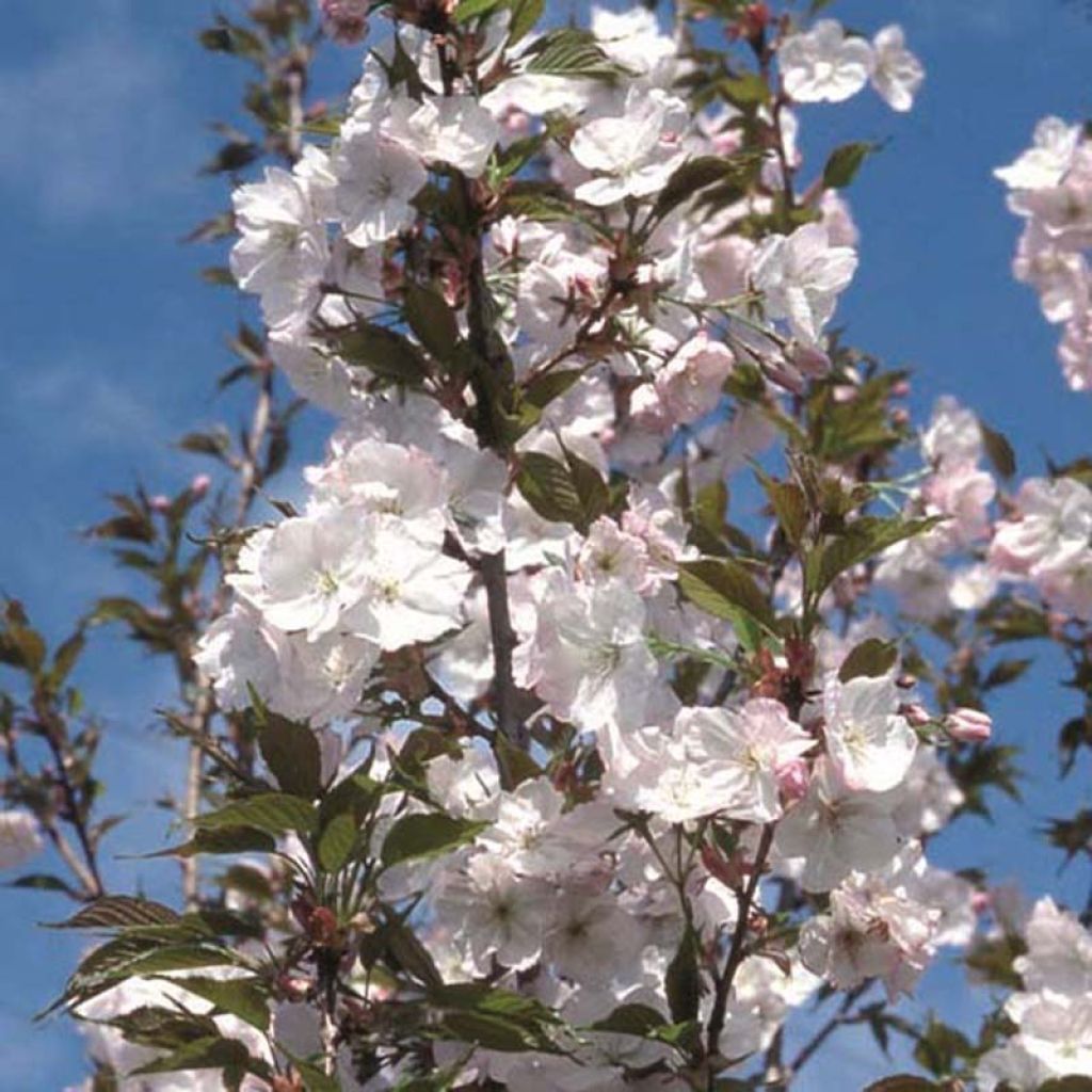 Cerezo japonés Sunset Boulevard - Prunus serrulata