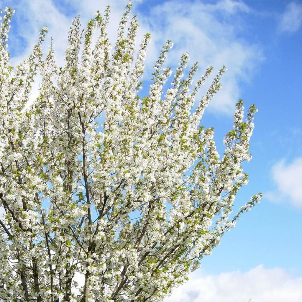 Cerisier à fleurs - Prunus Umineko