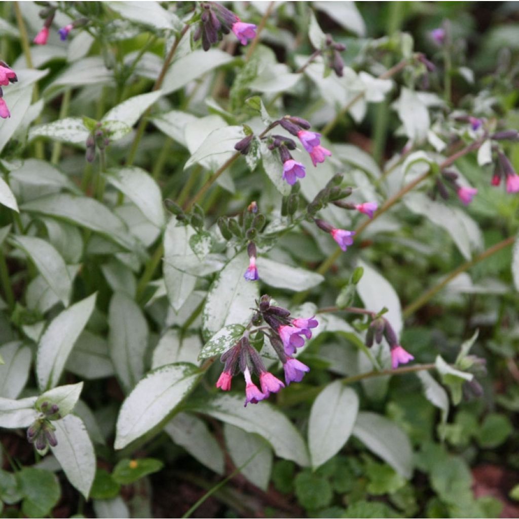 Pulmonaria Majesté