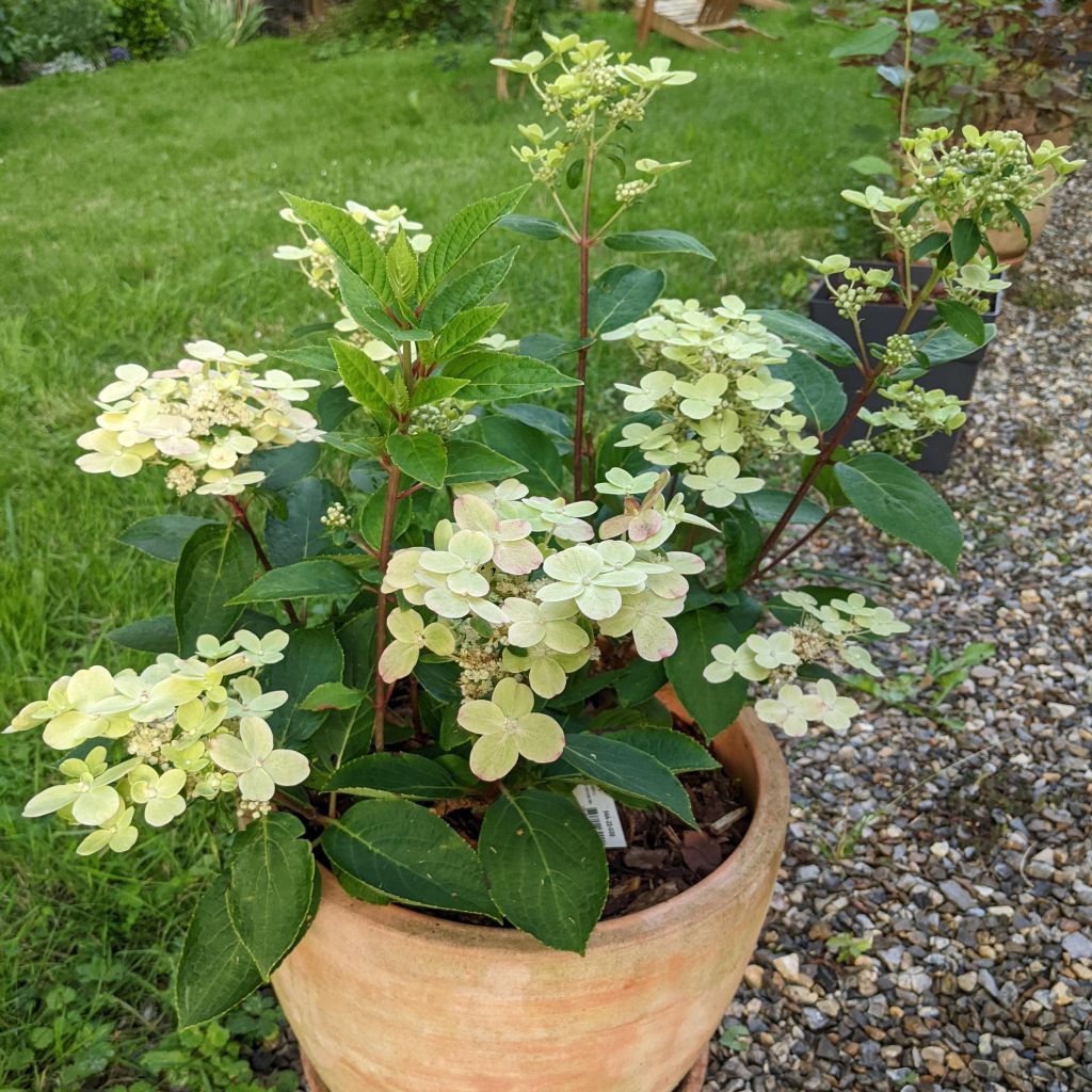 Hortensia paniculata Switch Ophelia - Hydrangea paniculata