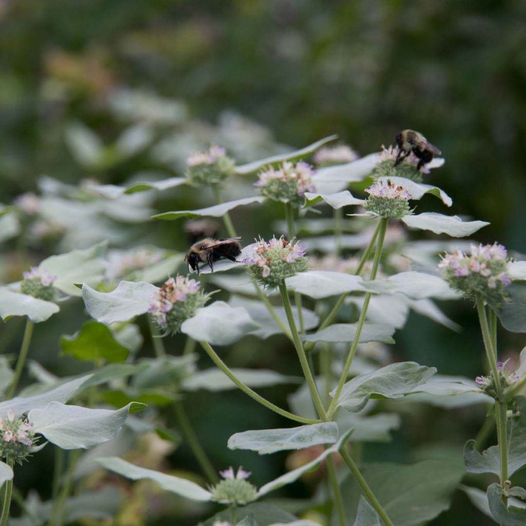 Menta de montaña - Pycnanthemum muticum