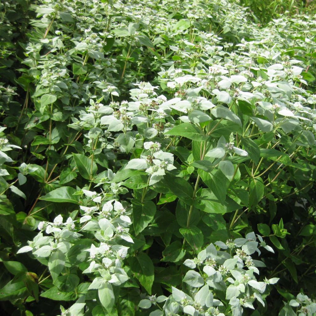 Menta de montaña - Pycnanthemum muticum