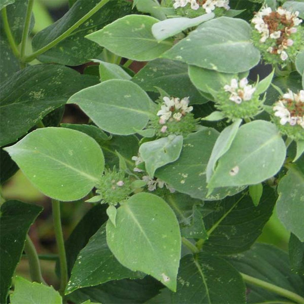 Menta de montaña - Pycnanthemum muticum