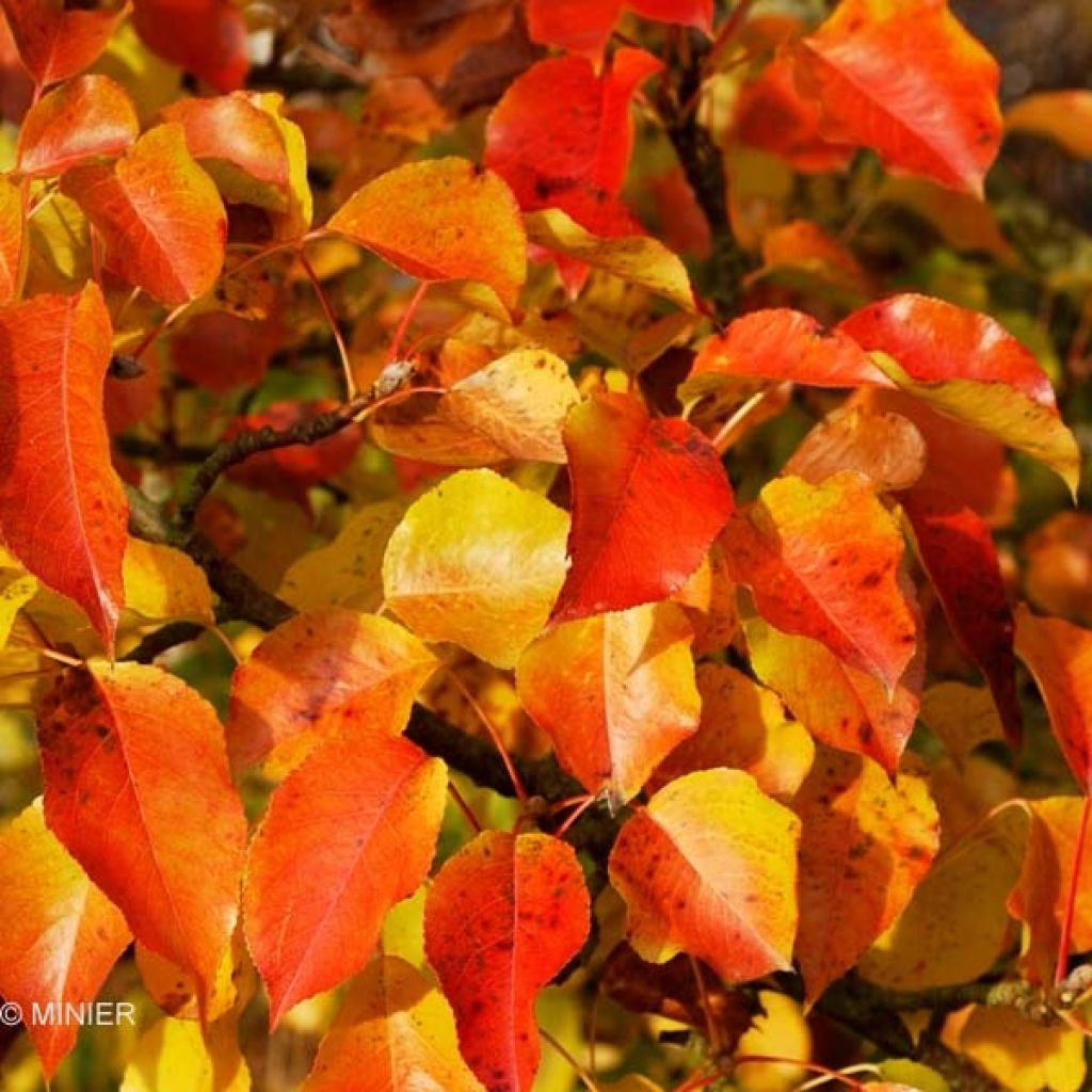 Pyrus calleryana Chanticleer - Poirier d'ornement