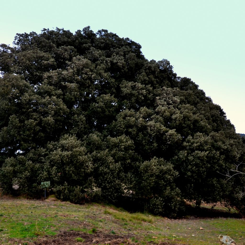 Encina - Quercus ilex