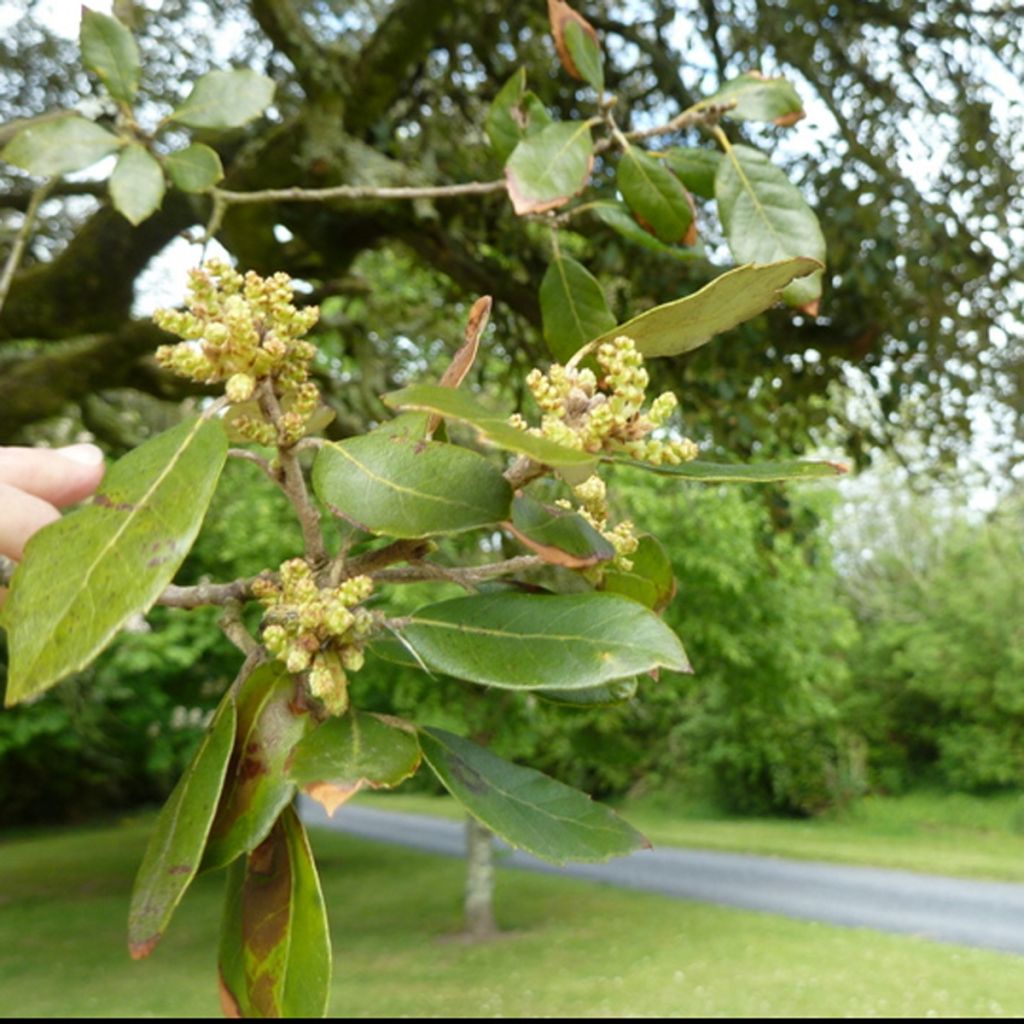 Encina - Quercus ilex