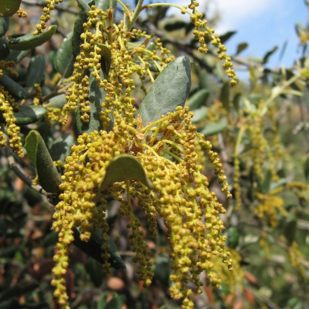 Encina - Quercus ilex