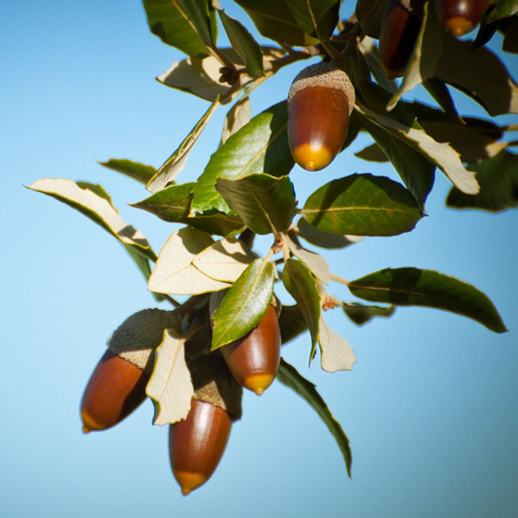 Encina - Quercus ilex