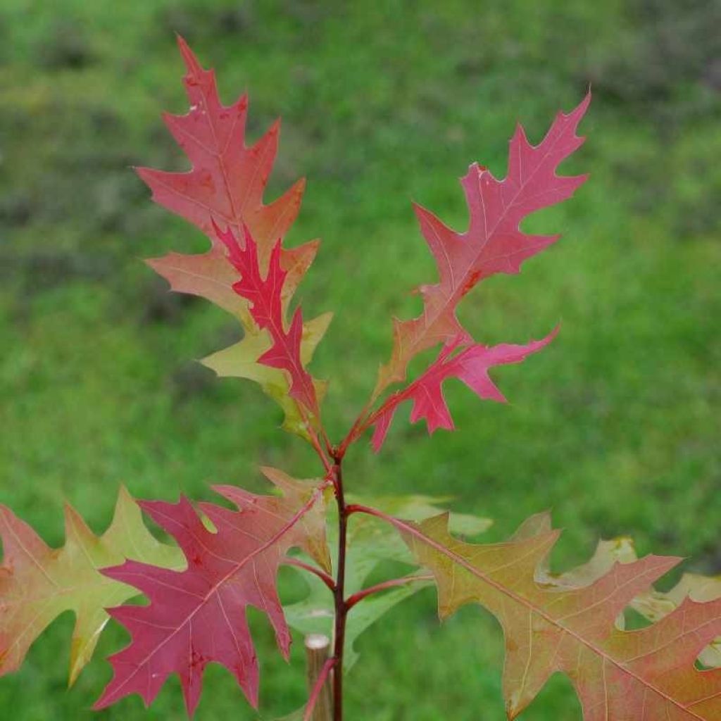 Quercus texana New Madrid