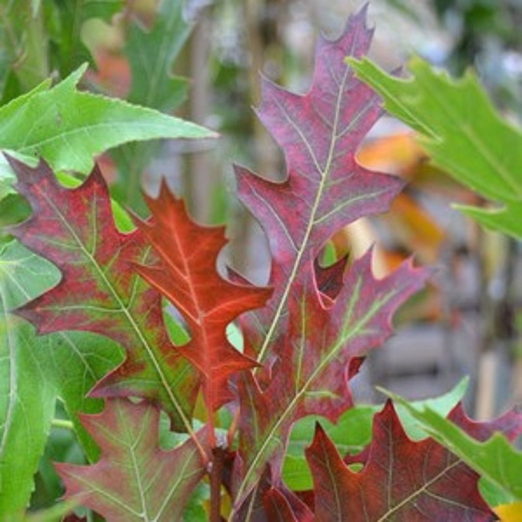 Quercus texana New Madrid