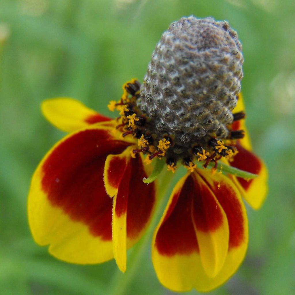 Ratibida columnifera Pulcherrima - Sombrero mexicano