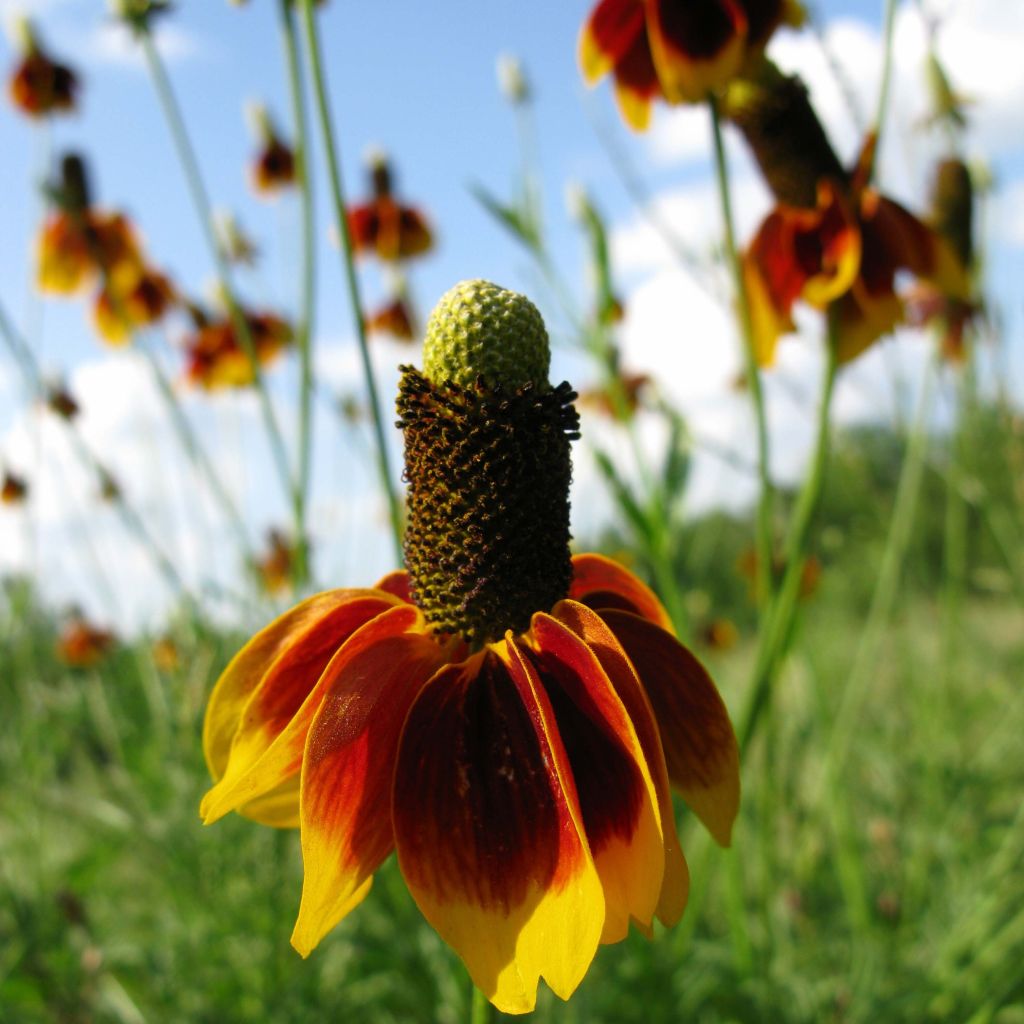 Ratibida columnifera Pulcherrima - Sombrero mexicano