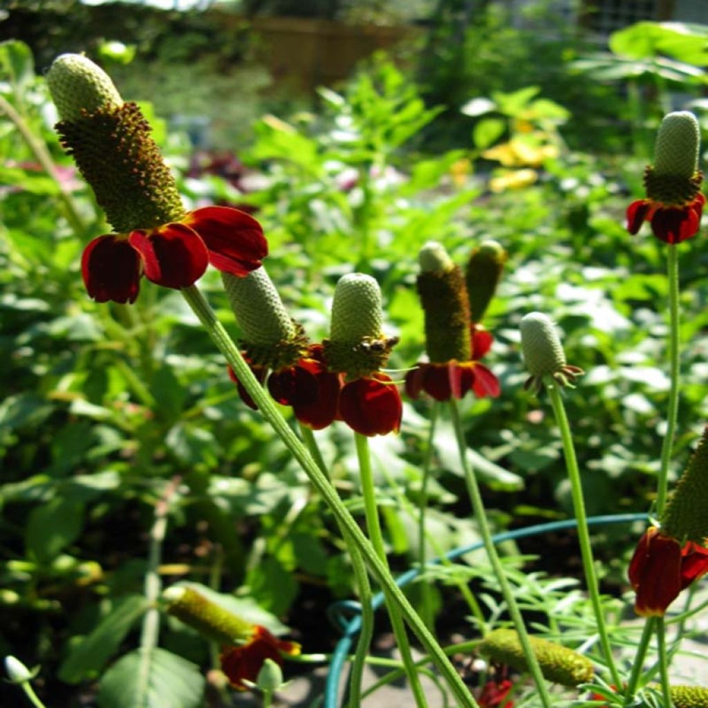 Ratibida columnifera Red Midget - Sombrero mexicano