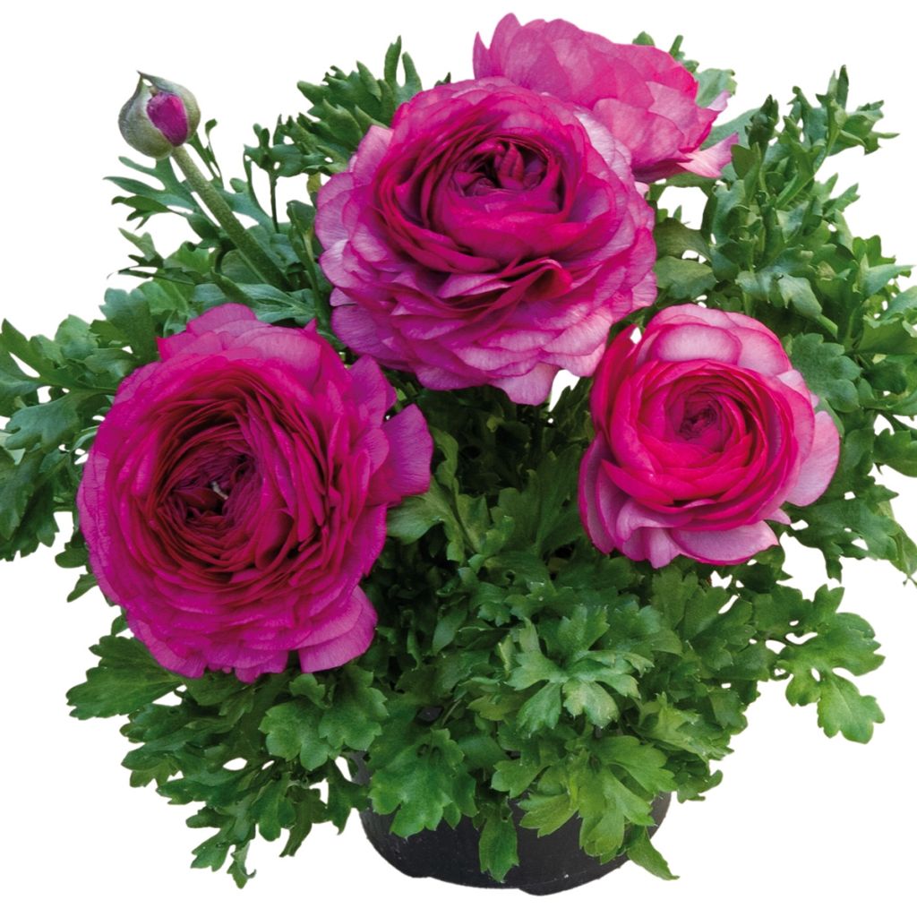 Renoncule des fleuristes Vortex F1 Purple - Ranunculus hybrida