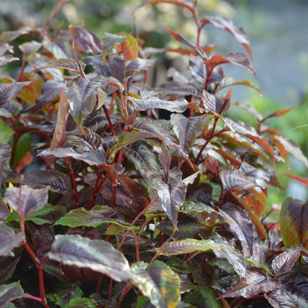 Persicaria microcephala Red Dragon