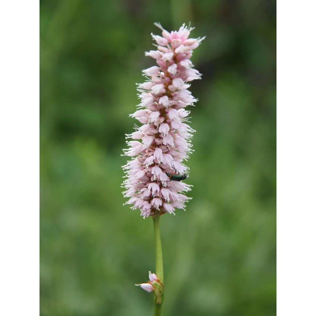 Persicaria bistorta Superba