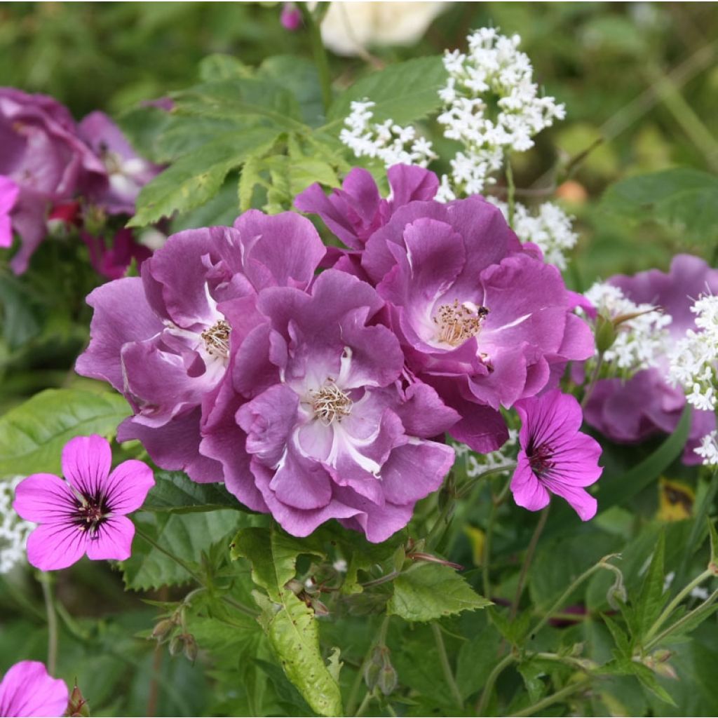 Rosal Rhapsody In Blue