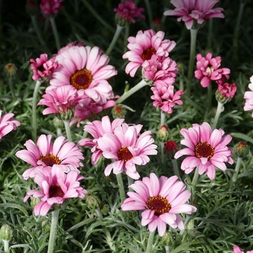 Rhodanthemum hosmariense African Rose