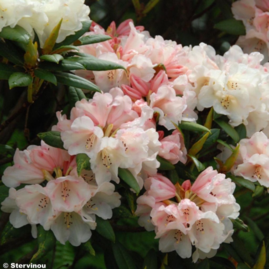 RHODODENDRON yak Grumpy - Rhododendron nain