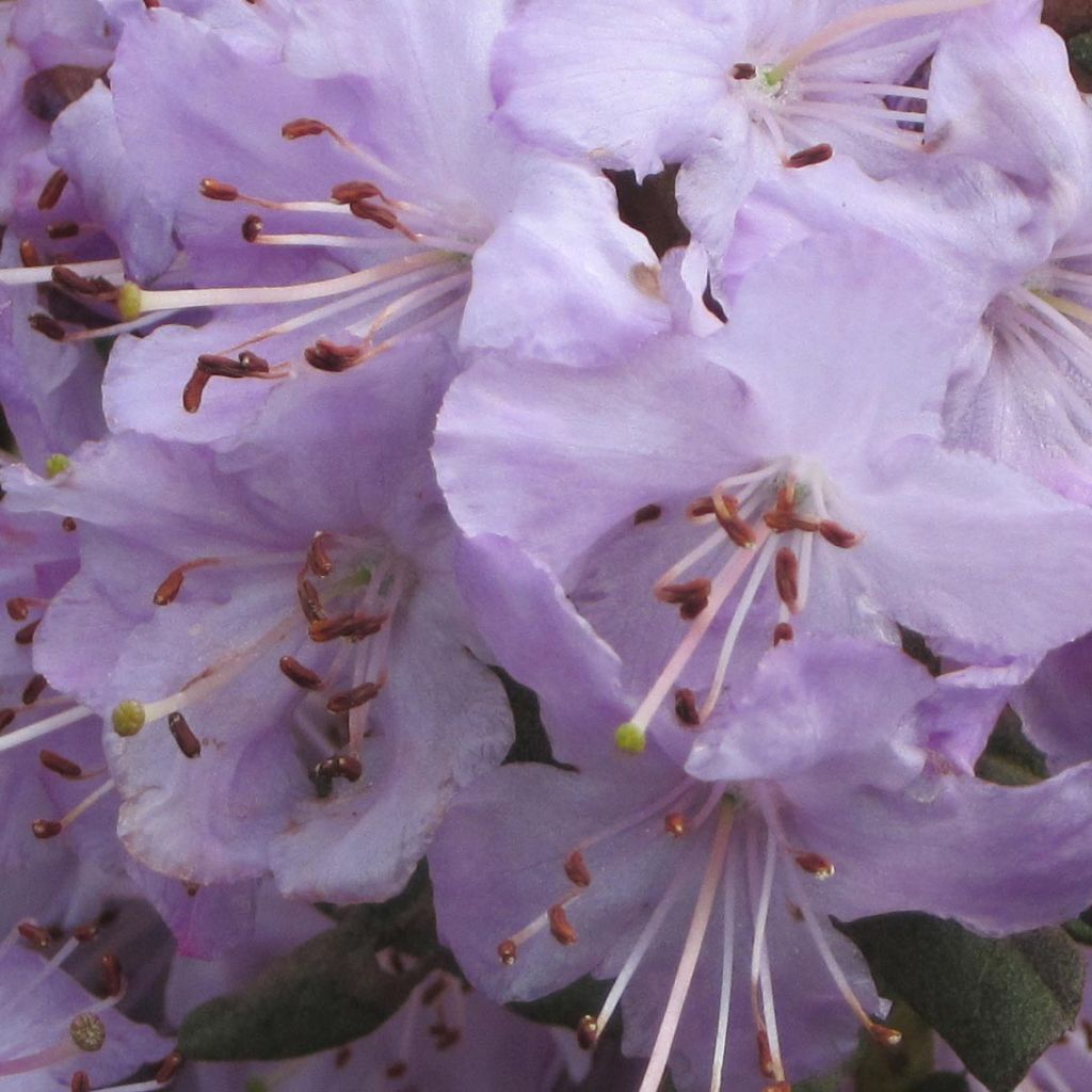 Rhododendron Blue Silver