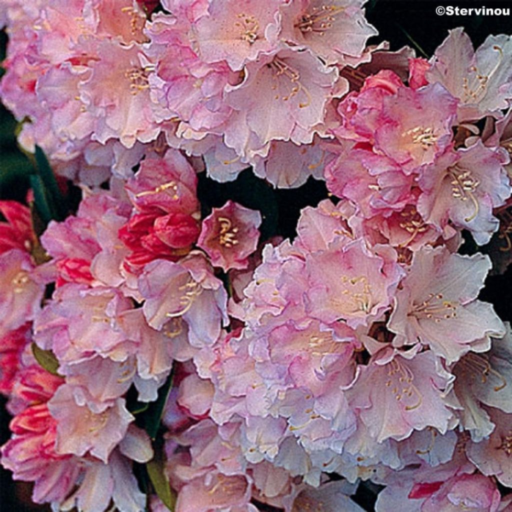 Rhododendron yakushimanum Dream Land