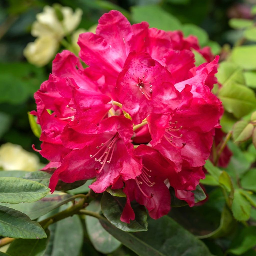 Rhododendron Inkarho Diderk