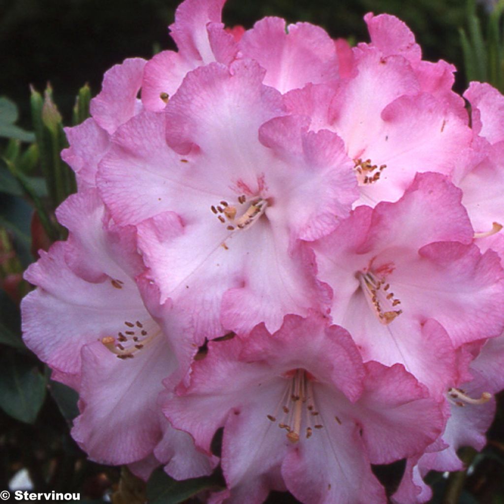 RHODODENDRON  Lem s monarch - Grand Rhododendron