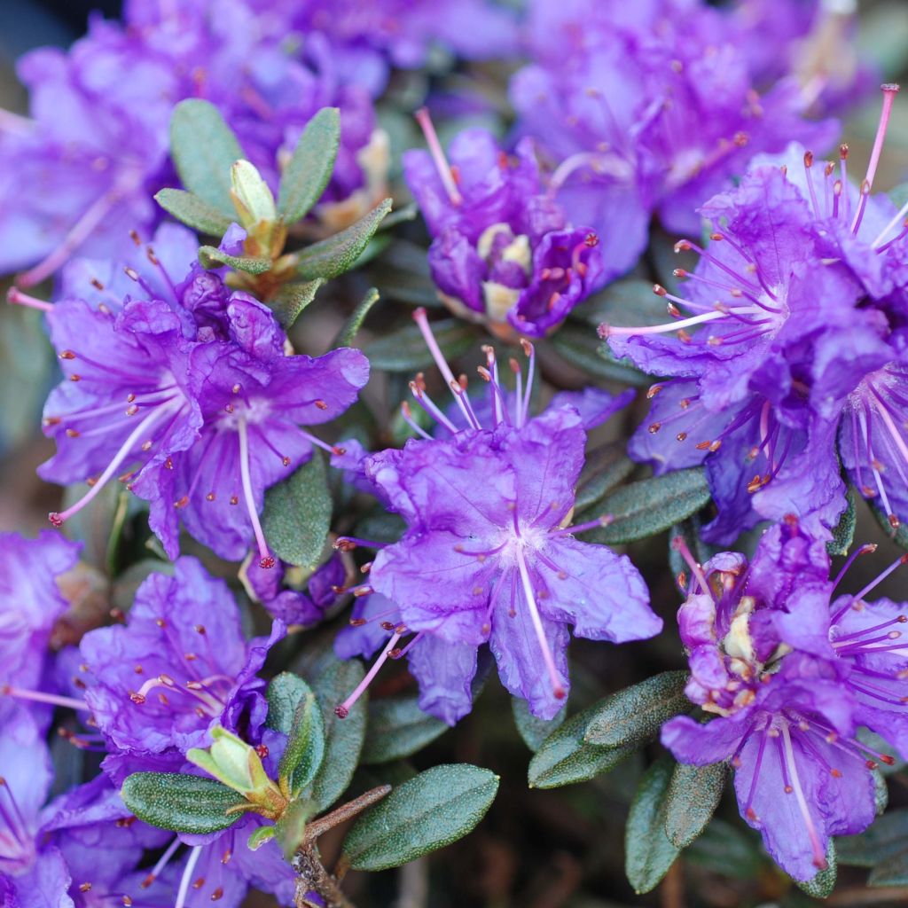 Rhododendron Azurika