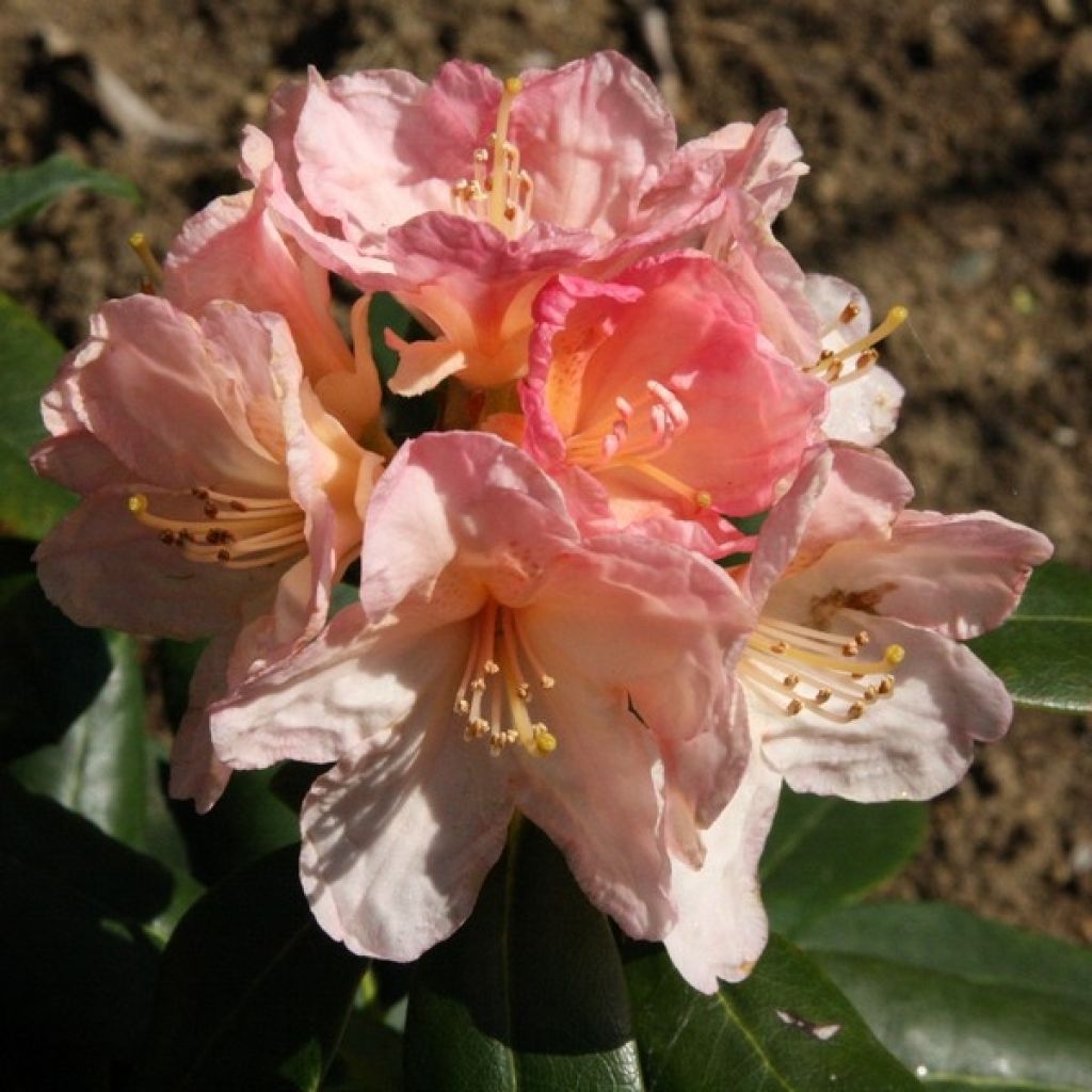 Rhododendron yakushimanum Percy Wiseman