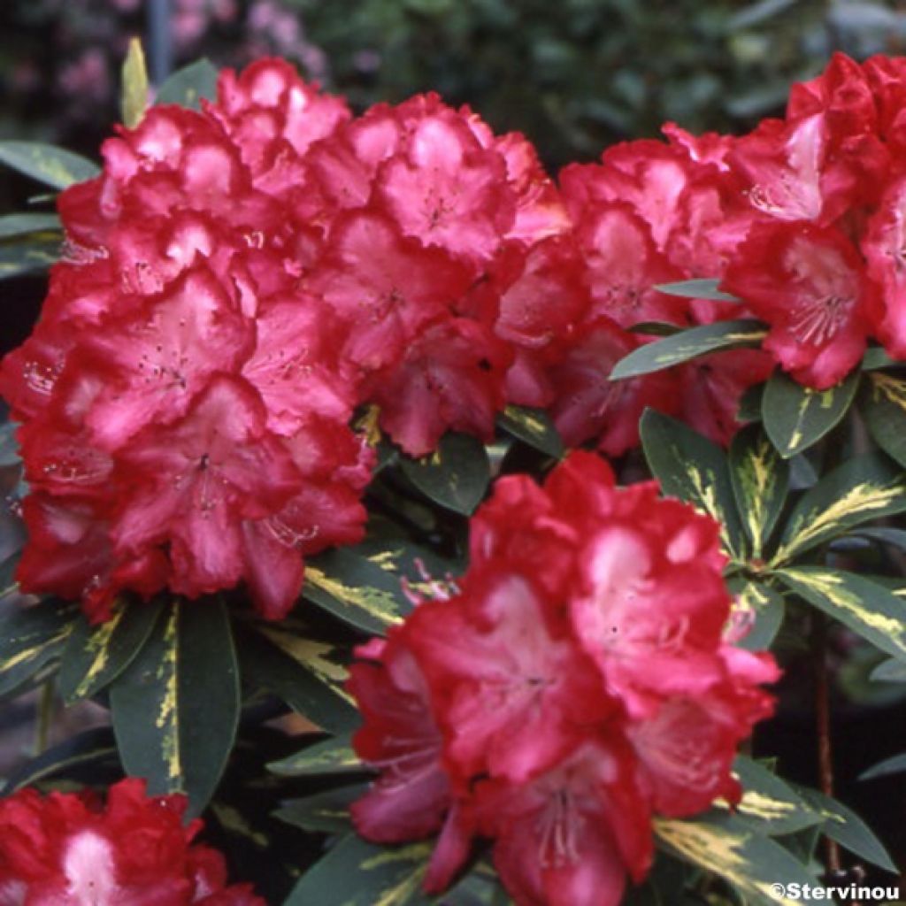 Rhododendron Président Roosevelt - Rhododendron hybride