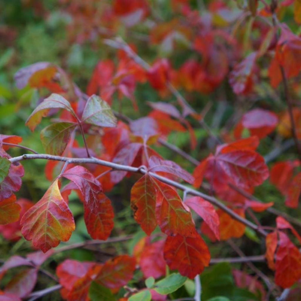 Rhus aromatica Gro-Low