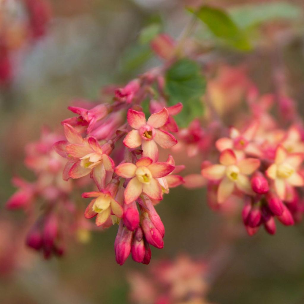 Ribes gordonianum - Grosella dorada