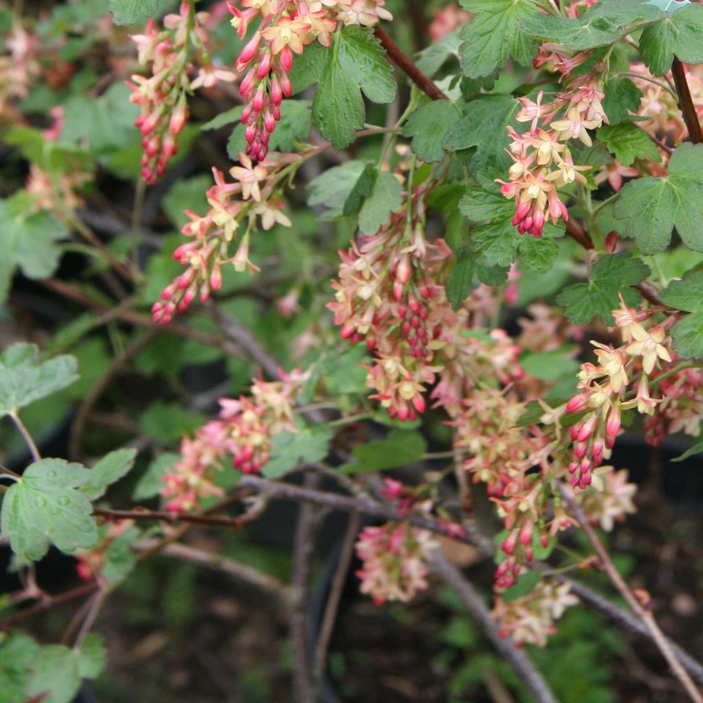 Ribes gordonianum - Grosella dorada